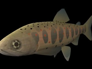 fish collection 3D Model