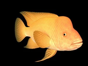 fish collection 3D Model