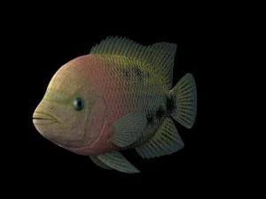 fish collection 3D Model