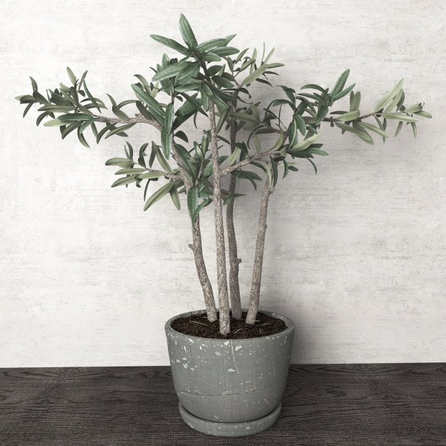 potted plant 3D Model .c4d .max .obj .3ds .fbx .stl .blend 