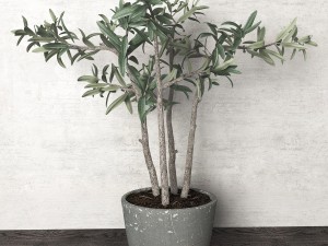 potted plant 3D Model