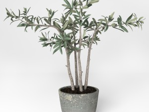 potted plant 3D Model