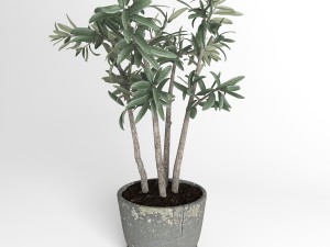 potted plant 3D Model