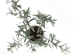 potted plant 3D Model