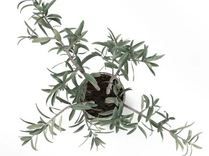 potted plant 3D Model