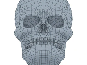 skull 3D Model