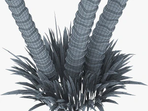palm tree v 2 3D Model