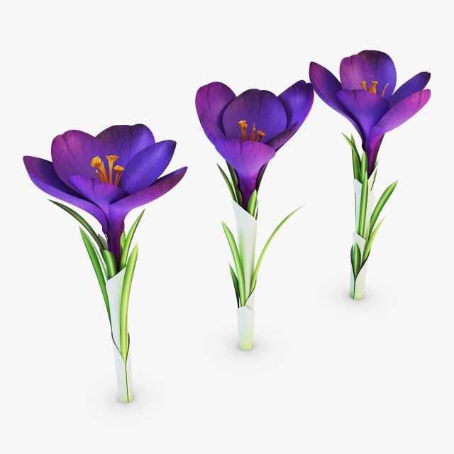 flower crocus violet v 1 3D 模型 .c4d .max .obj .3ds .fbx .stl .blend 