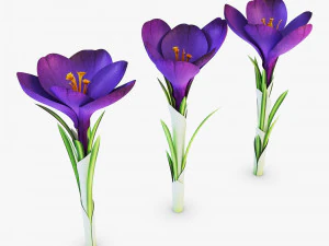 квітка крокус фіалка v 1 3D Модель