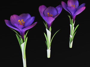 flower crocus violet v 1 3D 模型