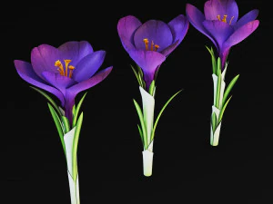 flower crocus violet v 1 3D Model