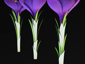 flower crocus violet v 1 3D Model