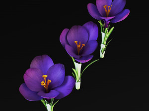 flower crocus violet v 1 3D 模型