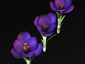 flower crocus violet v 1 3D Model