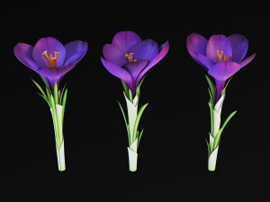 flower crocus violet v 1 3D 模型