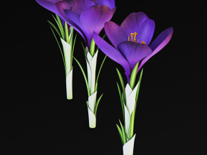 flower crocus violet v 1 3D 模型