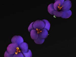 flower crocus violet v 1 3D 模型