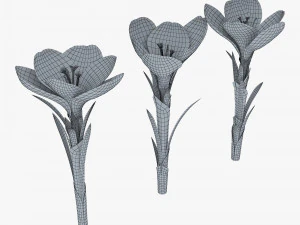 flower crocus violet v 1 3D Model