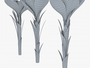 flower crocus violet v 1 3D 模型
