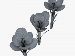 flower crocus violet v 1 3D 模型