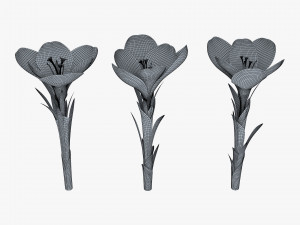 flower crocus violet v 1 3D 模型