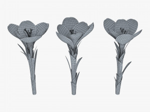 flower crocus violet v 1 3D 模型