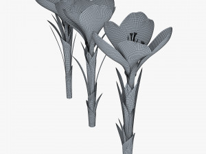 flower crocus violet v 1 3D 模型