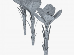 flower crocus violet v 1 3D 模型