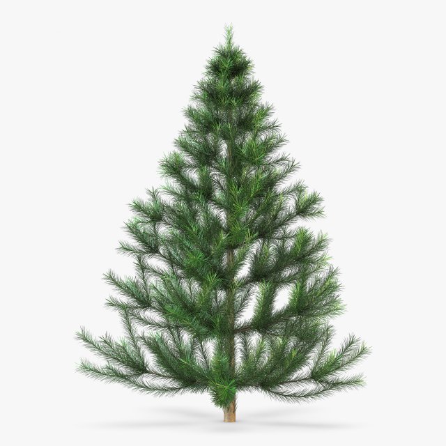 conifer tree 150cm v 1 3D Model .c4d .max .obj .3ds .fbx .stl .blend 