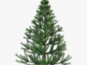 針葉樹 150cm v 1 3Dモデル