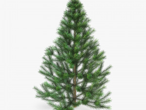 conifer tree 150cm v 1 3D Model