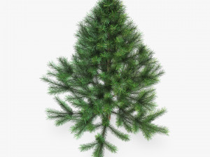 conifer tree 150cm v 1 3D Model