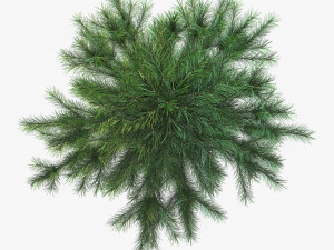 conifer tree 150cm v 1 3D Model