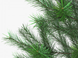 conifer tree 150cm v 1 3D Model
