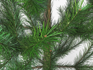 conifer tree 150cm v 1 3D Model