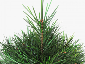 conifer tree 150cm v 1 3D Model