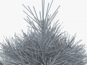 conifer tree 150cm v 1 3D Model