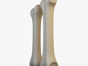 cartoon bone v 2 Modelo 3D