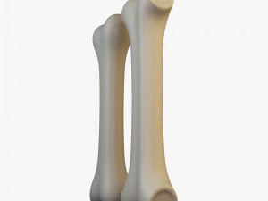 cartoon bone v 2 3D Model