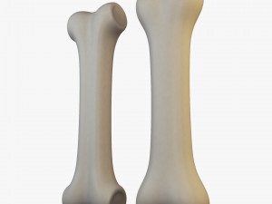 cartoon bone v 2 Modelo 3D