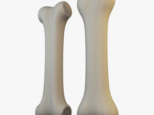 cartoon bone v 2 3D Model