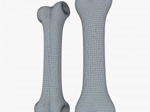 cartoon bone v 2 3D Model