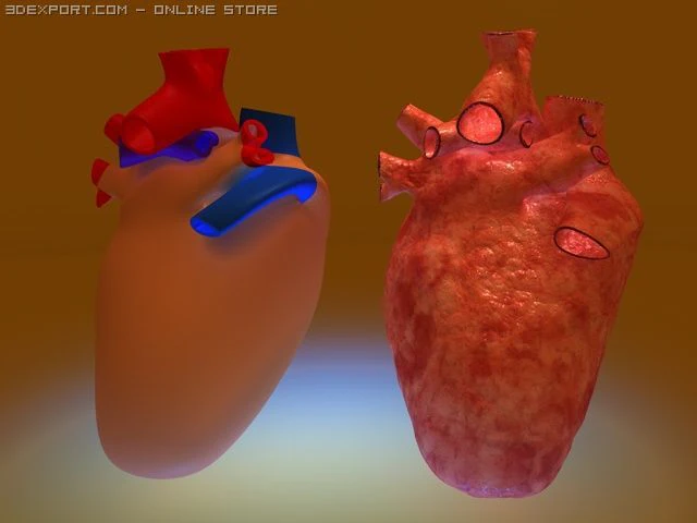 heart 3D Model .c4d .max .obj .3ds .fbx .stl .blend