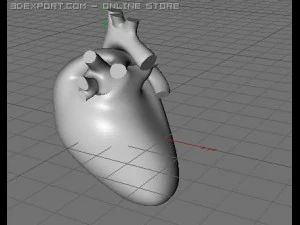 heart 3D Model