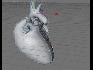 heart 3D 模型