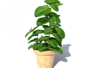 mint in a pot 3D Модель
