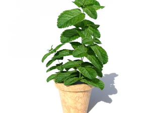 mint in a pot 3D Model