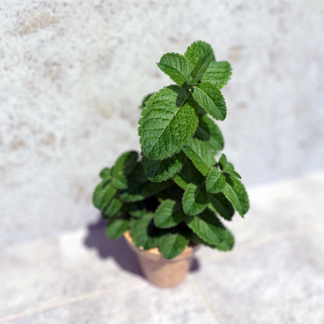 mint in a pot 3D Модель .c4d .max .obj .3ds .fbx .stl .blend 