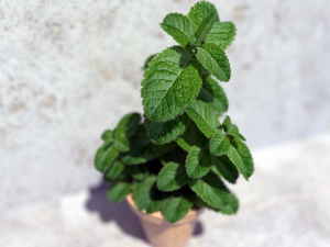 mint in a pot 3D Model