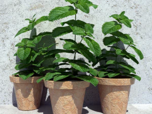 mint in a pot 3D Model